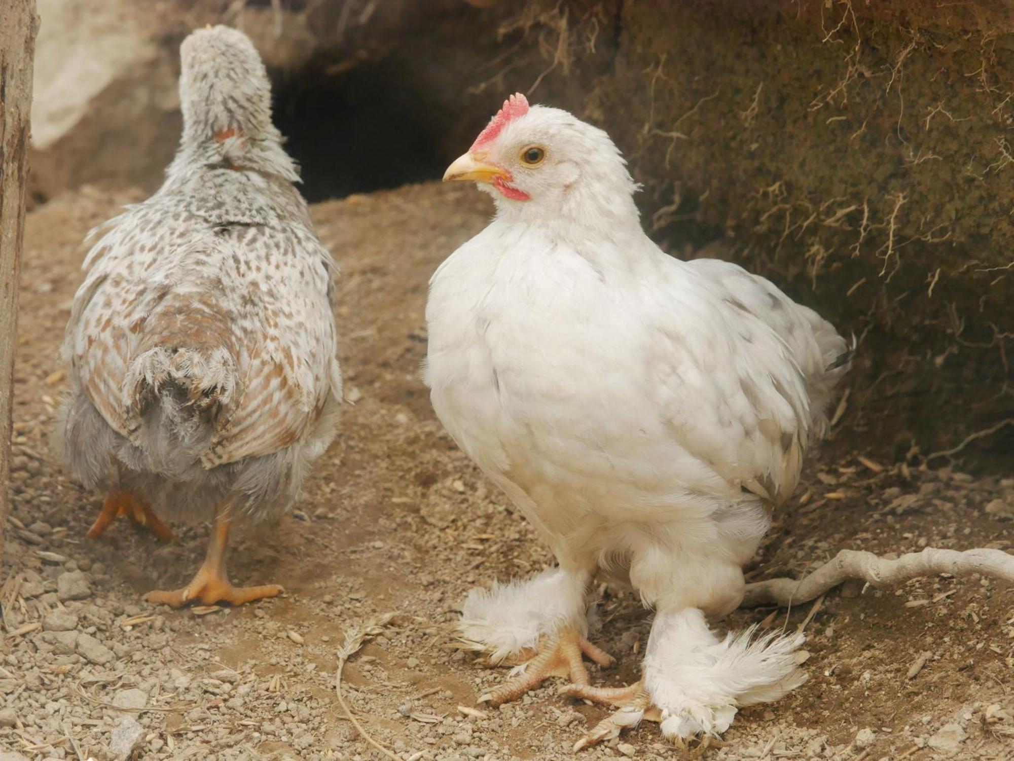Brastad Toric Farmlodge מראה חיצוני תמונה